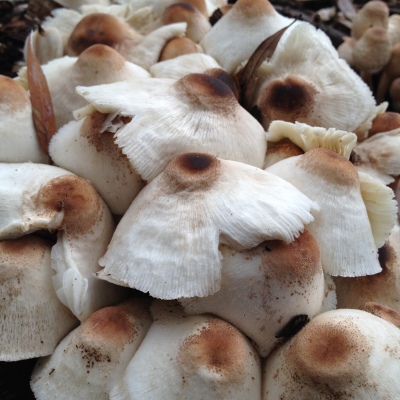 Our Mushrooms